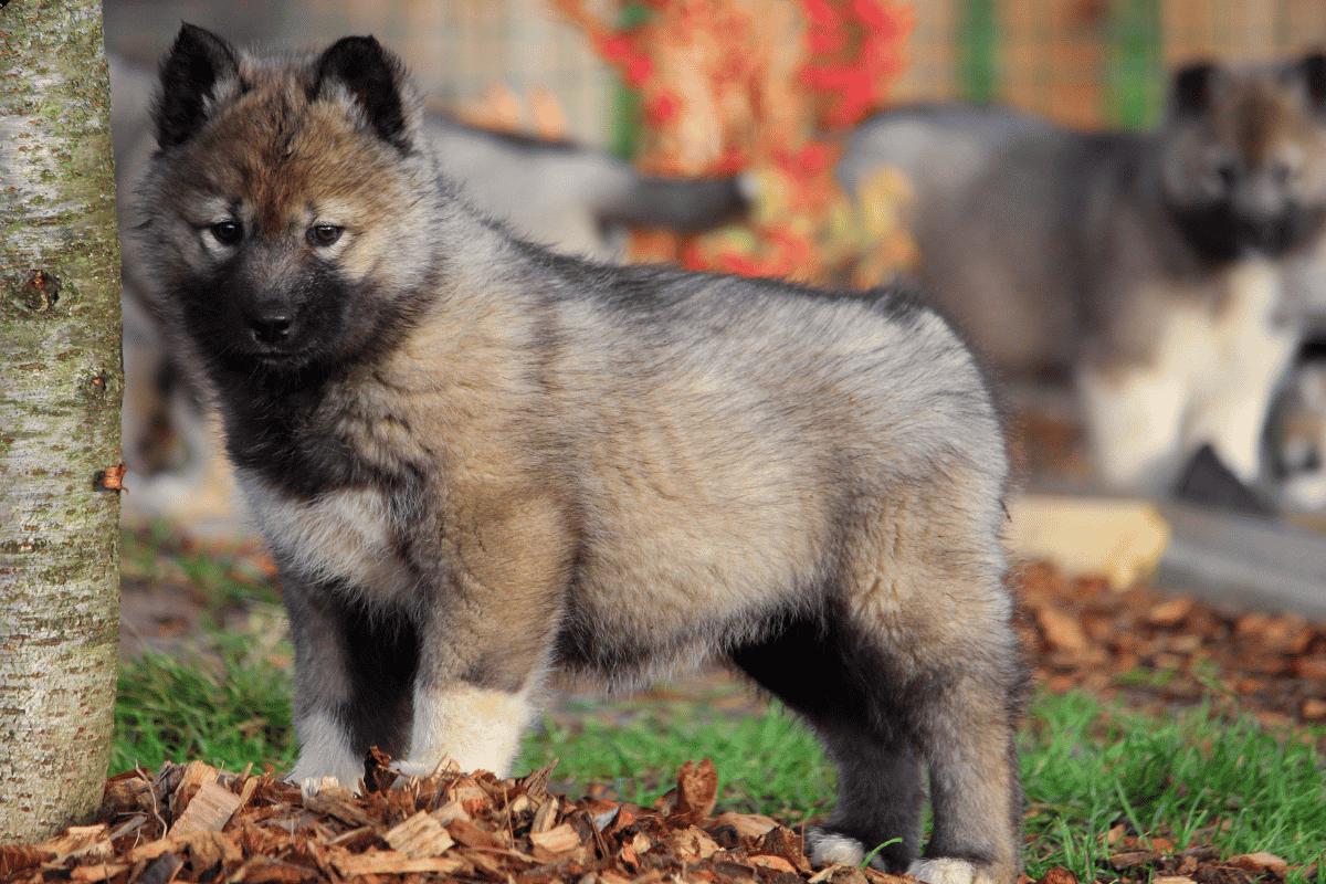 Chiot Husky Sibérien LOF – Élevage Des Flocons Sibériens, Aoste (38)