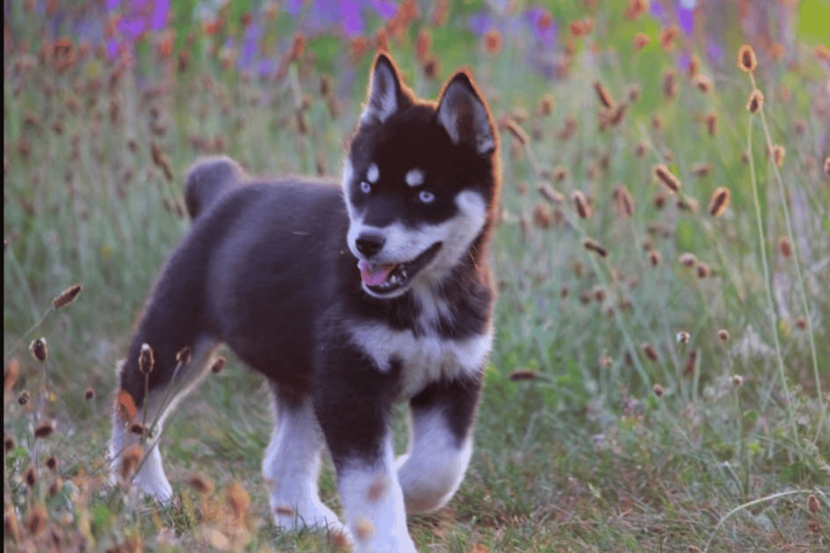 Chiot Husky Sibérien élevage Des Flocons Sibériens Isère