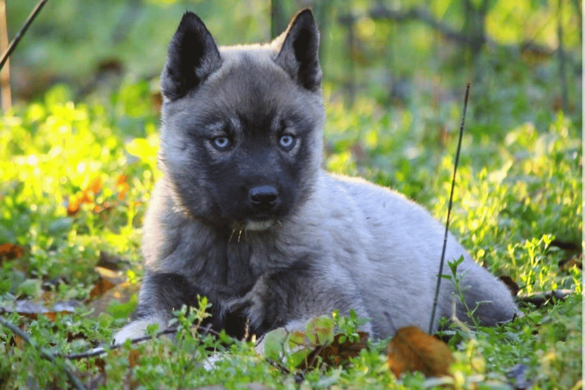 Chiot Husky Sibérien LOF élevage Des Flocons Sibériens Aoste