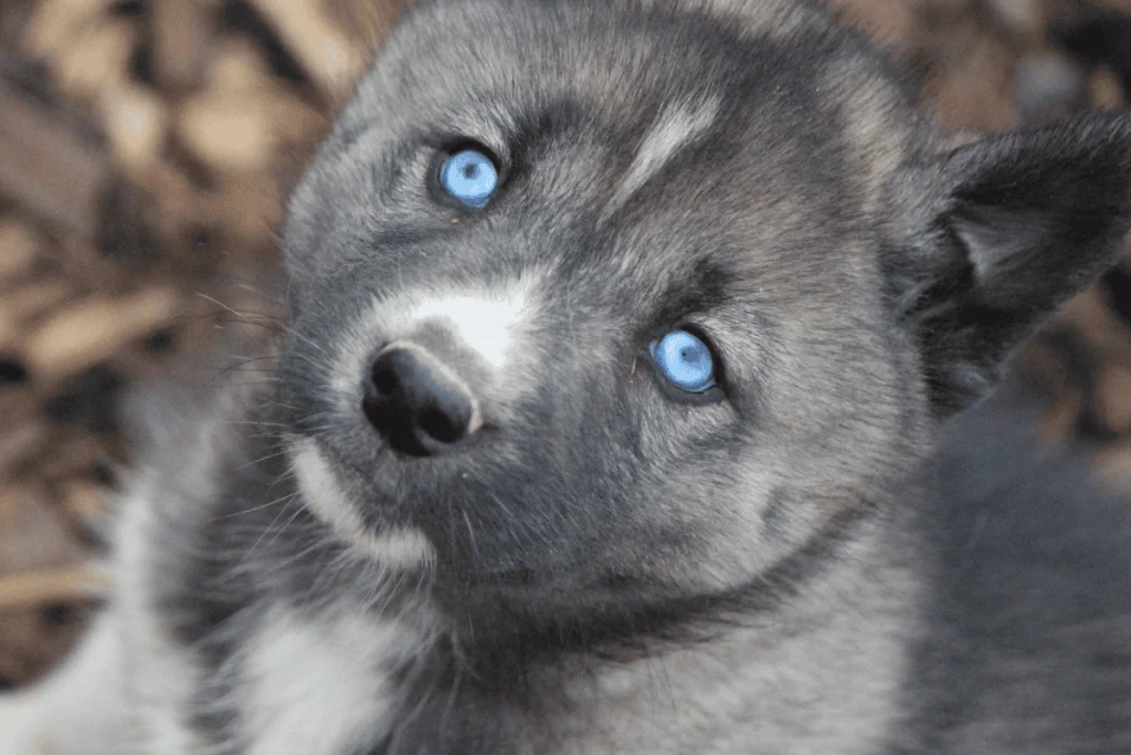 Chiot Husky Sibérien yeux bleus élevage Des Flocons Sibériens