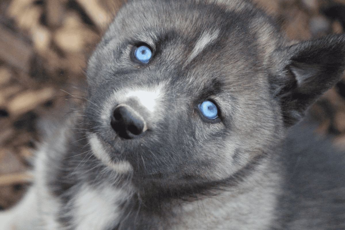 Chiot Husky Sibérien yeux bleus élevage Des Flocons Sibériens