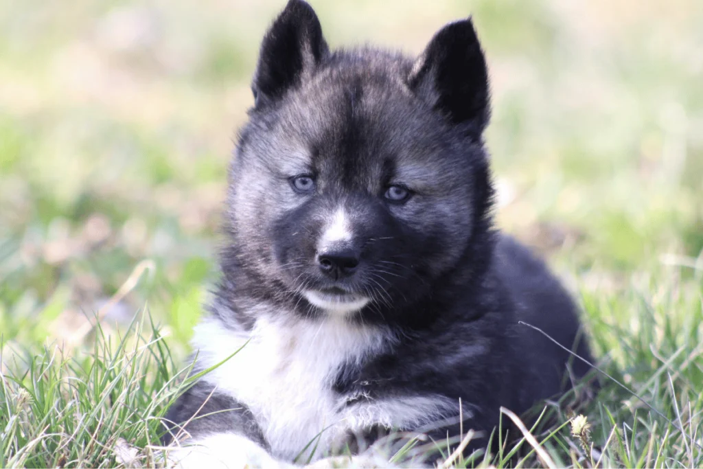 Chiot Husky Sibérien LOF élevage Des Flocons Sibériens Aoste