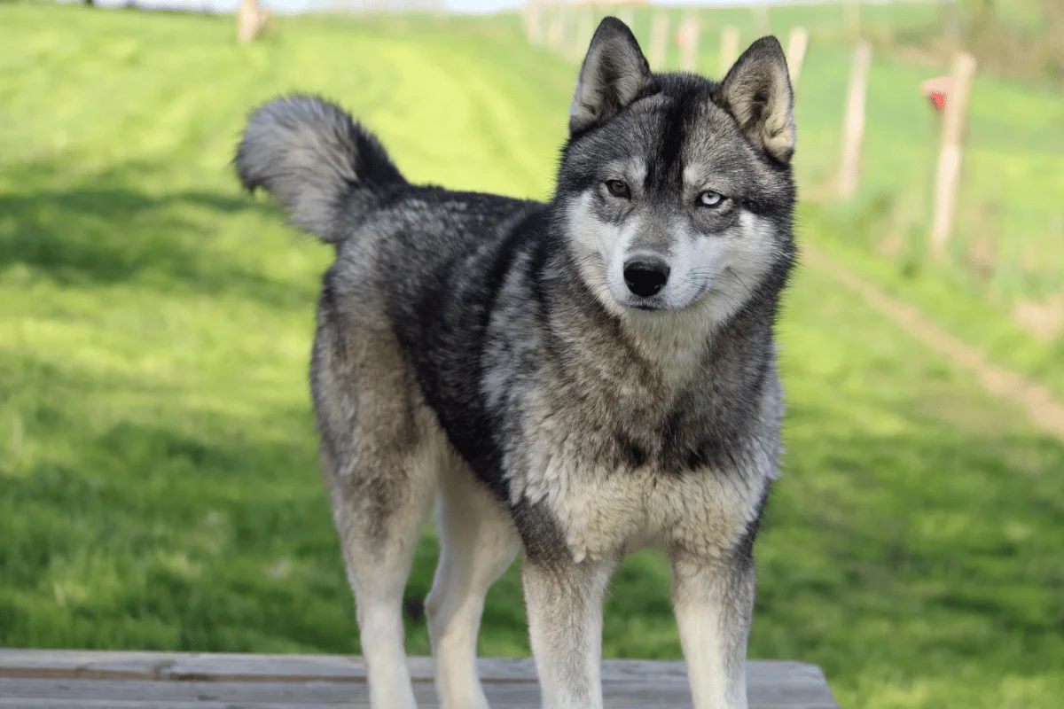 Husky Sibérien femelle Rizla Élevage Des Flocons Sibériens, Aoste