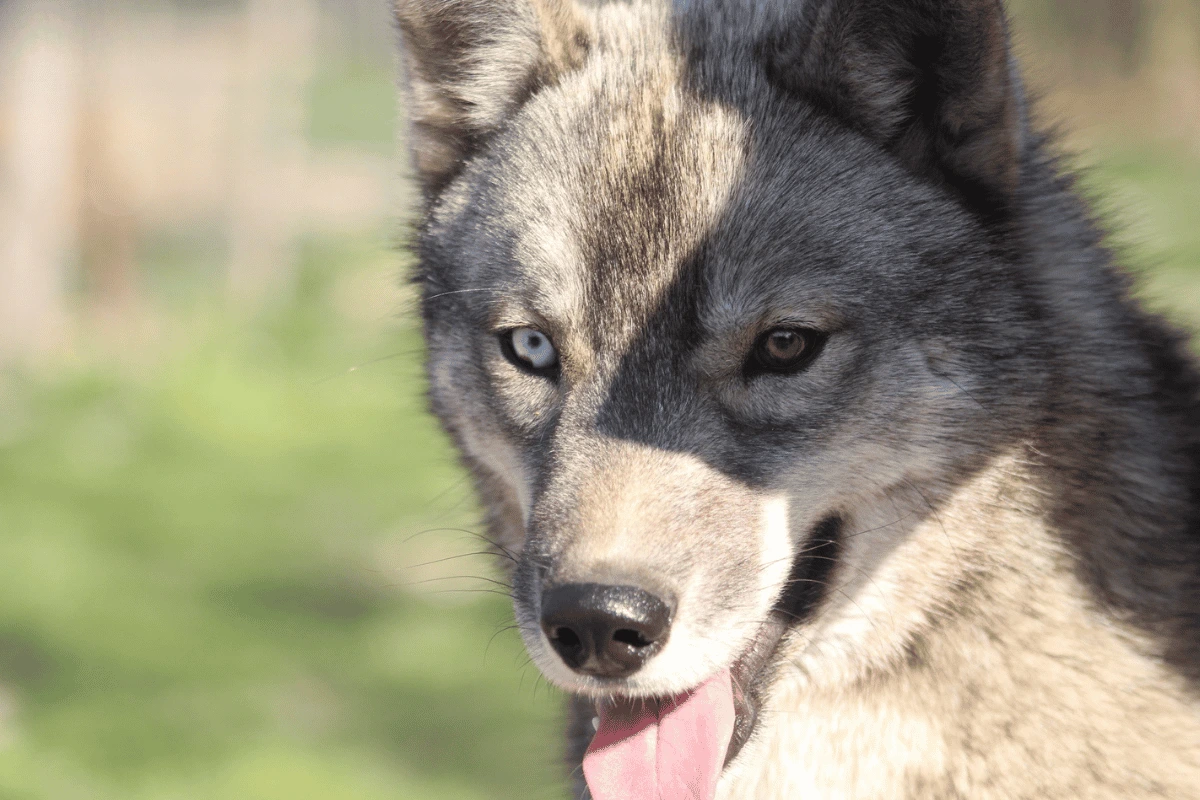 Husky Sibérien femelle Vegas élevage Des Flocons Sibériens Isère