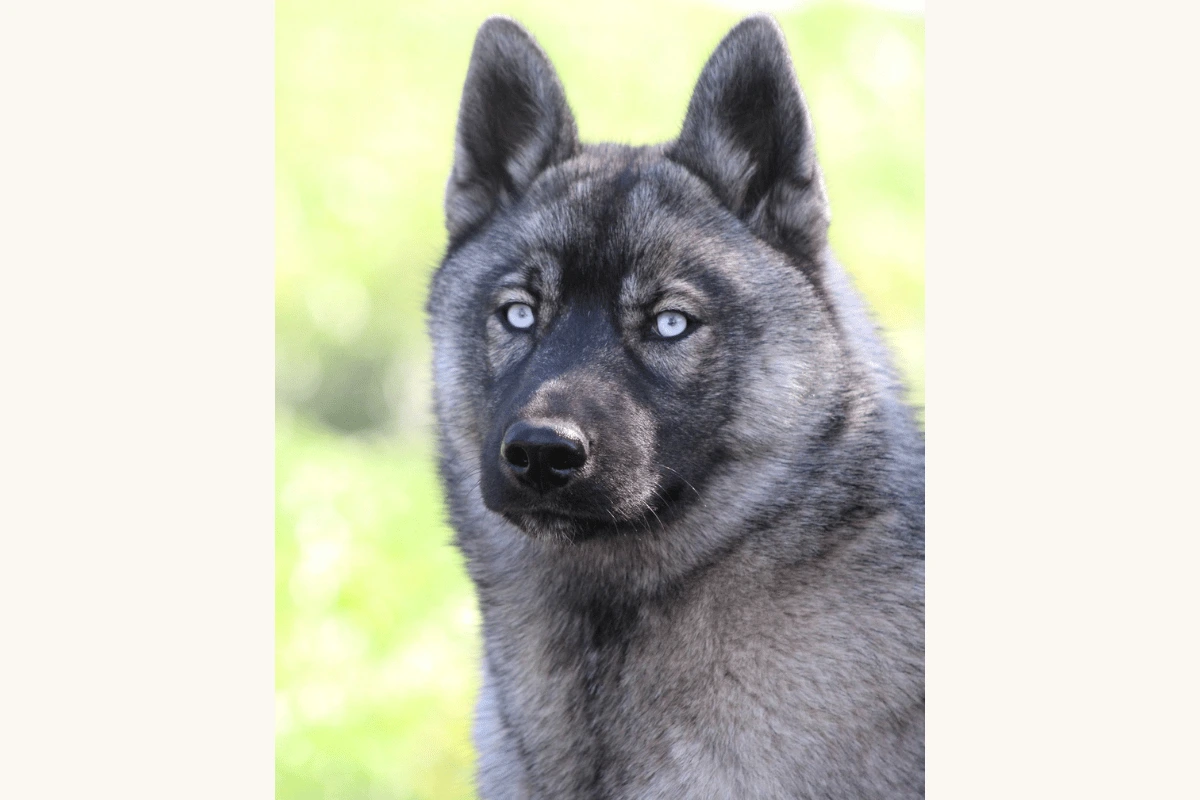 Husky Sibérien femelle Aloe élevage Des Flocons Sibériens Isère