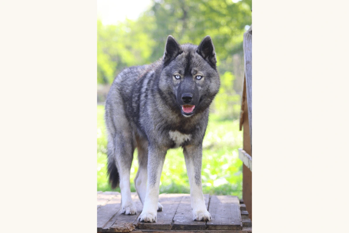 Husky Sibérien femelle Ayka élevage Des Flocons Sibériens Isère