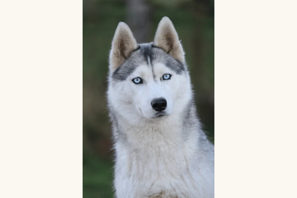 Husky Sibérien femelle Pikka élevage Des Flocons Sibériens Isère