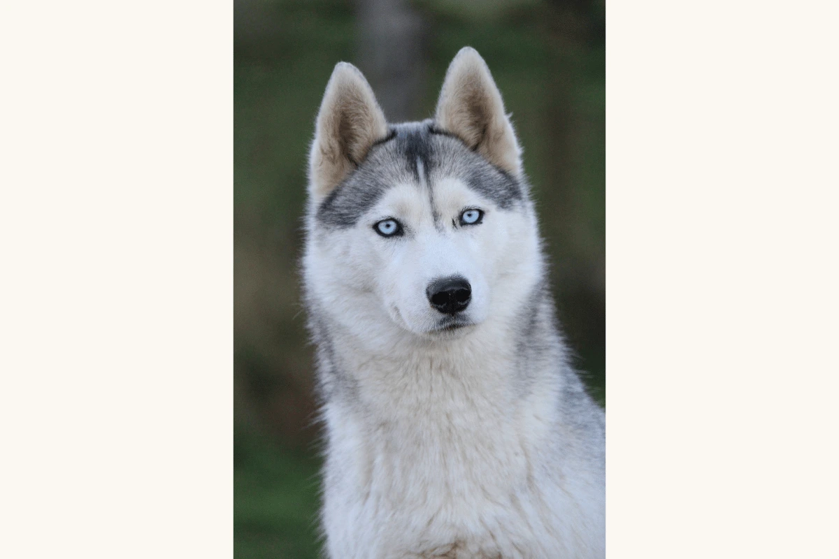 Husky Sibérien femelle Pikka élevage Des Flocons Sibériens Isère
