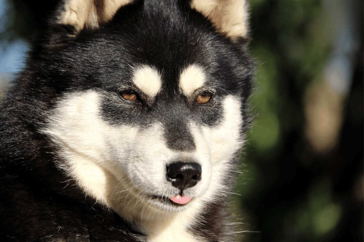 Husky Sibérien femelle Priska élevage Des Flocons Sibériens Isère