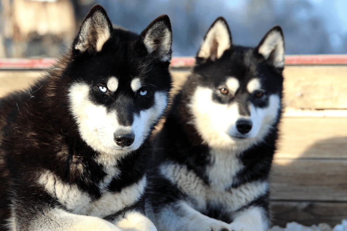 Husky Sibérien femelle Ravenn élevage Des Flocons Sibériens