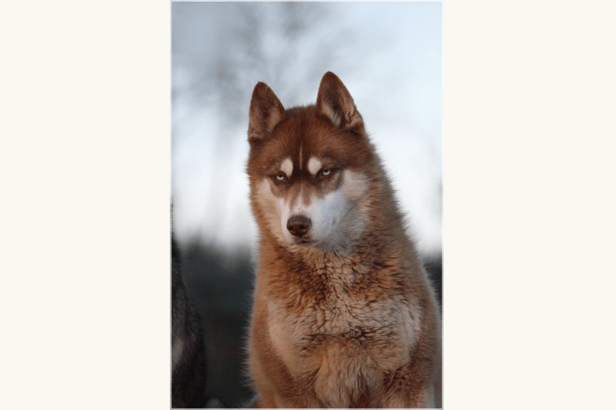 Husky Sibérien femelle Redlove élevage Des Flocons Sibériens Isère