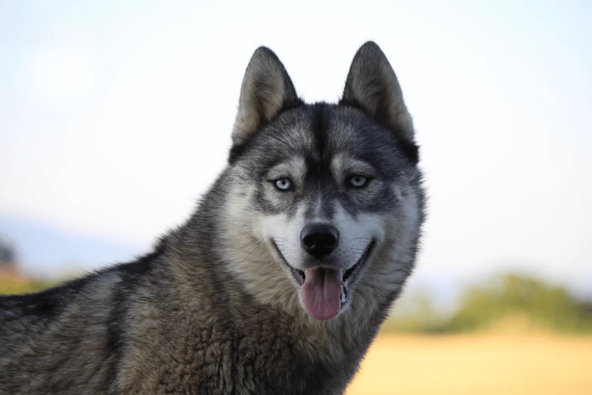 Husky Sibérien femelle Sayann élevage Des Flocons Sibériens Isère