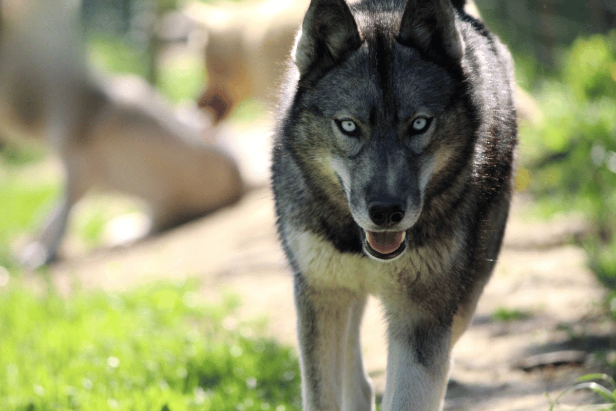 Husky Sibérien femelle Siska élevage Des Flocons Sibériens Isère