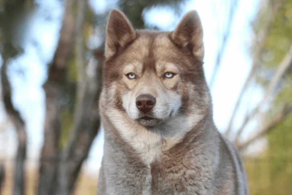 Husky Sibérien femelle Terka élevage Des Flocons Sibériens Isère
