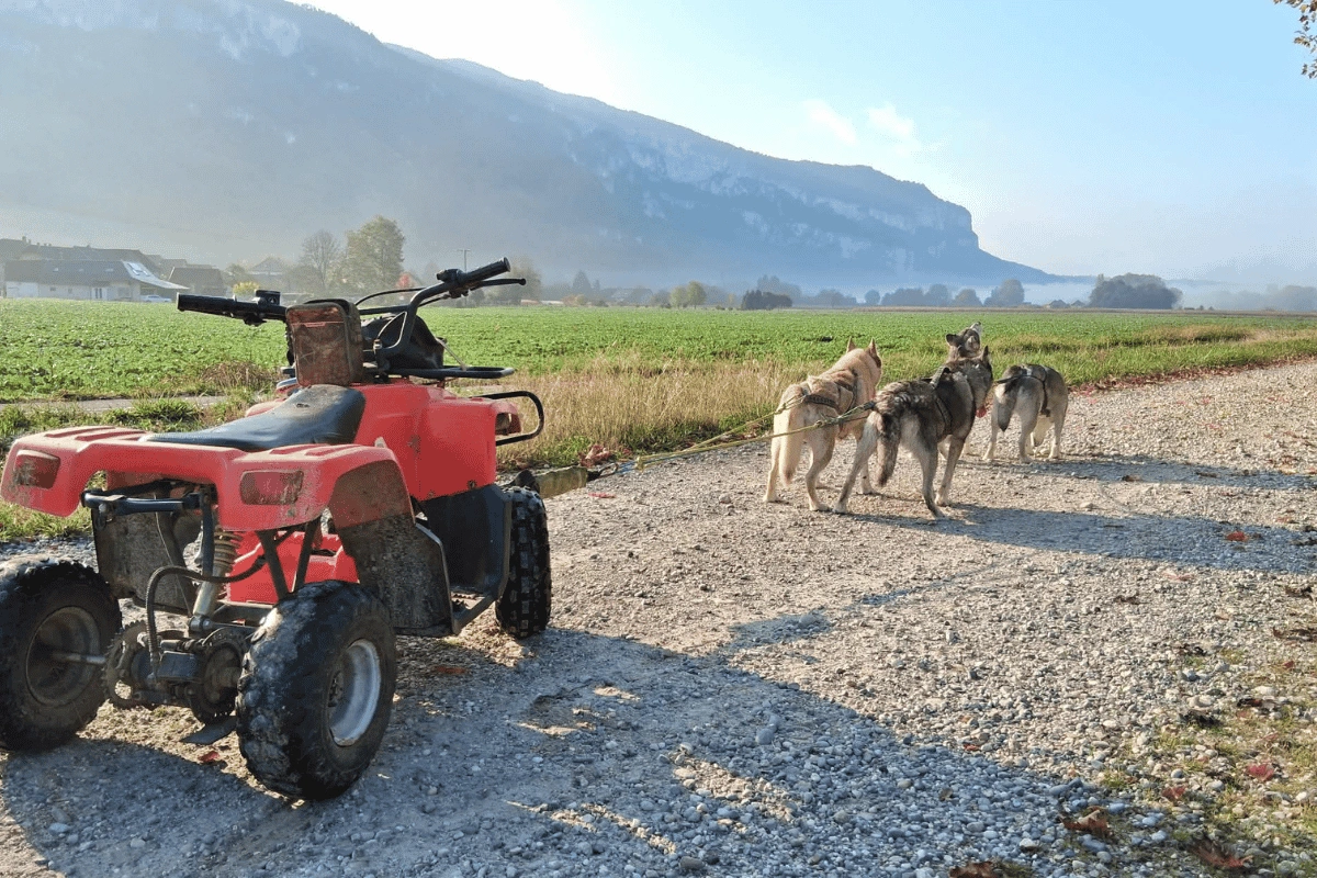 Husky Sibériens en attelage terre élevage Des Flocons Sibériens Aoste