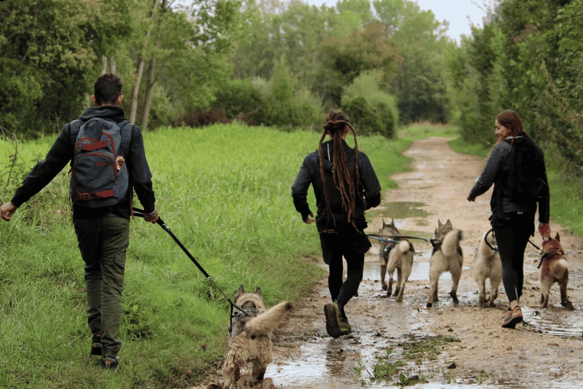 Promenade collective avec les Husky Sibériens sur le domaine Des Flocons Sibériens Aoste