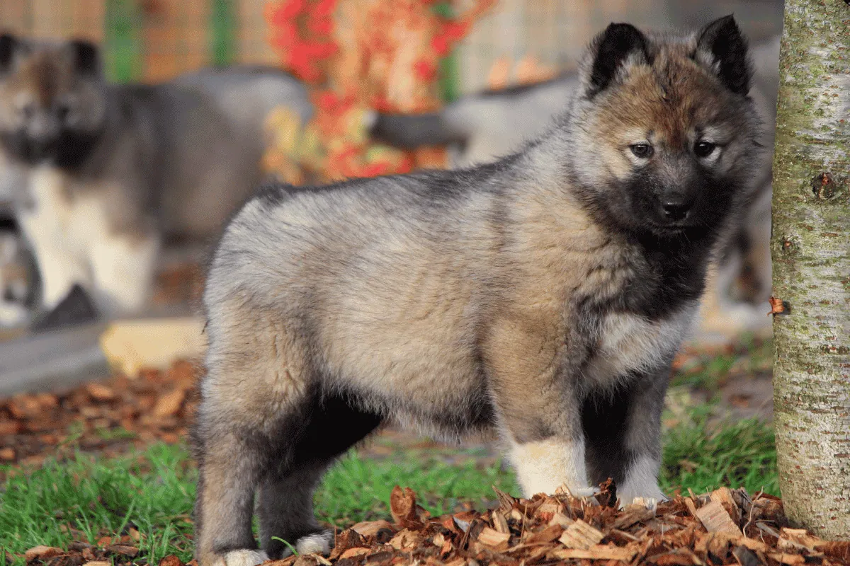 Jeune Husky Sibérien LOF élevage Des Flocons Sibériens Aoste Isère