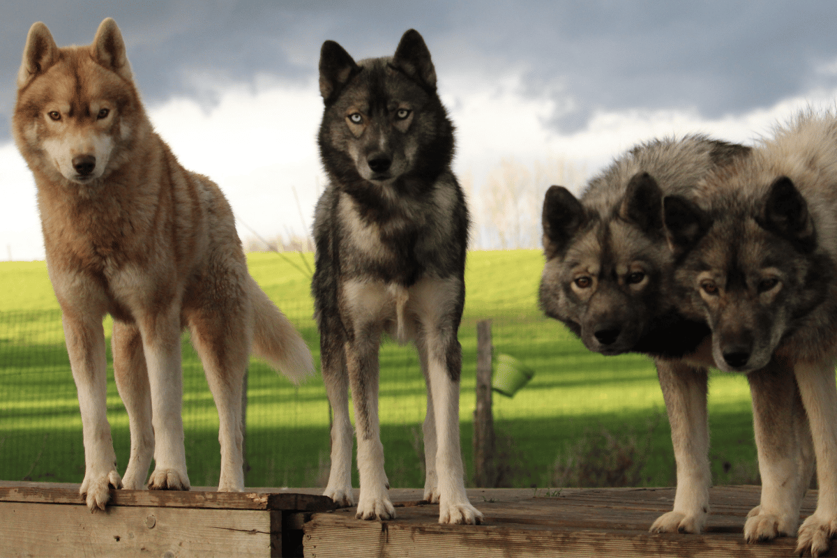 Husky Sibérien adulte LOF élevage Des Flocons Sibériens Isère