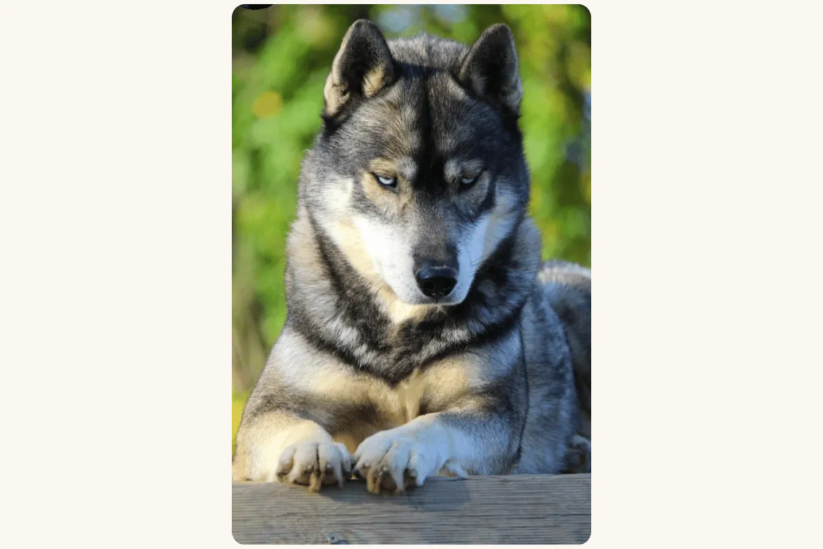 Husky Sibérien mâle Maironn étalon élevage Des Flocons Sibériens
