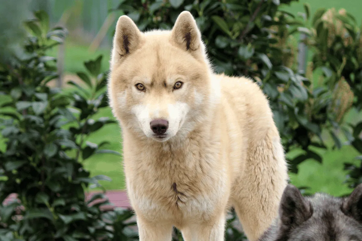 Husky Sibérien mâle Rkann étalon élevage Des Flocons Sibériens