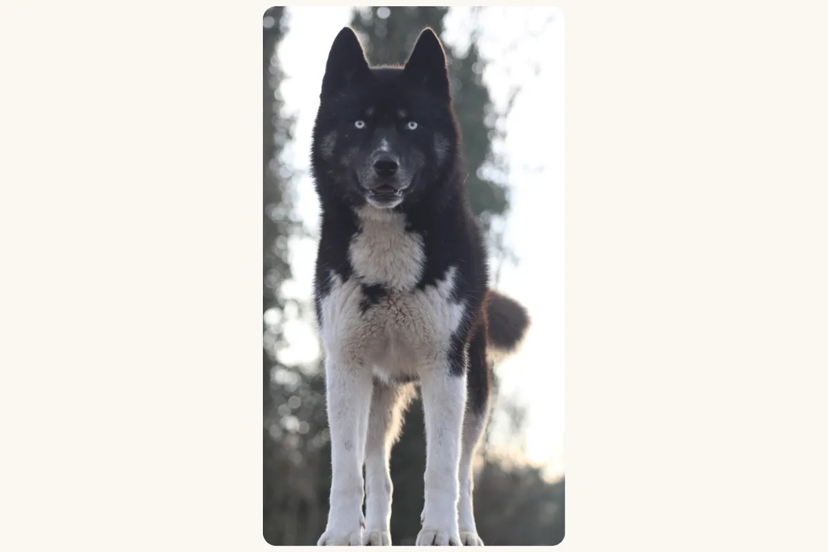 Husky Sibérien mâle Vortex étalon élevage Des Flocons Sibériens