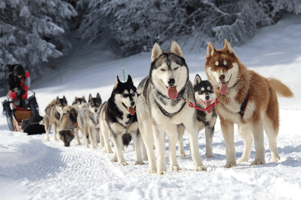 Husky Sibériens en attelage neige élevage Des Flocons Sibériens