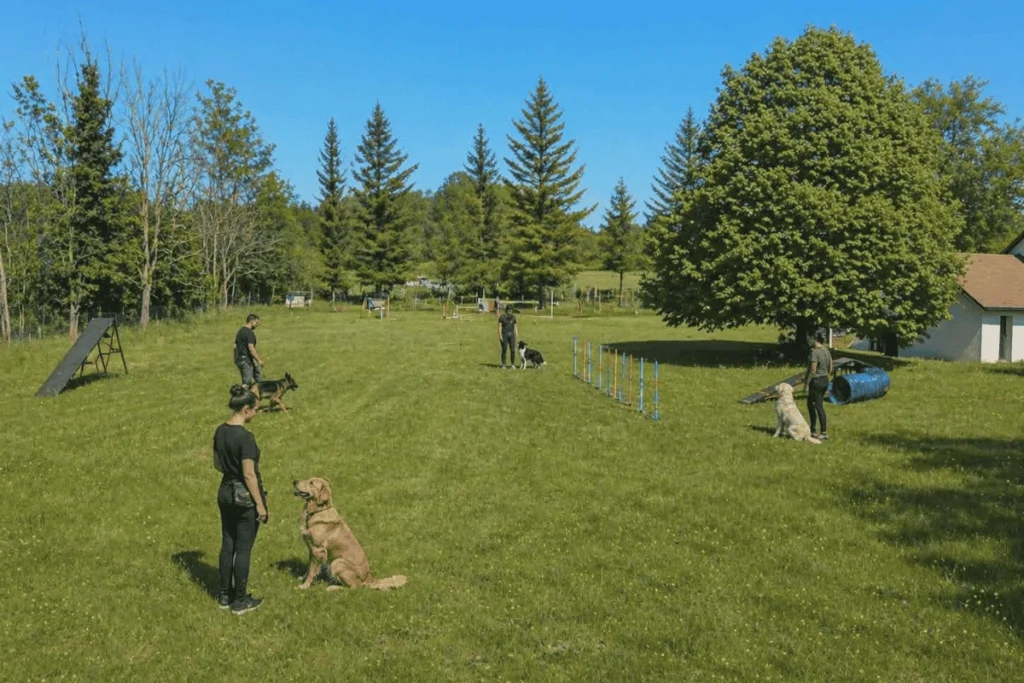 Séance de formation éducateur canin en extérieur Des Flocons Sibériens