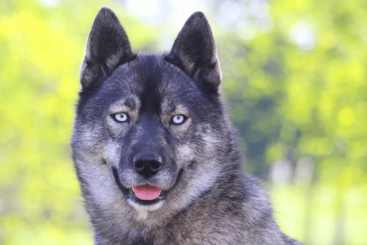 Husky Sibérien femelle Utah élevage Des Flocons Sibériens