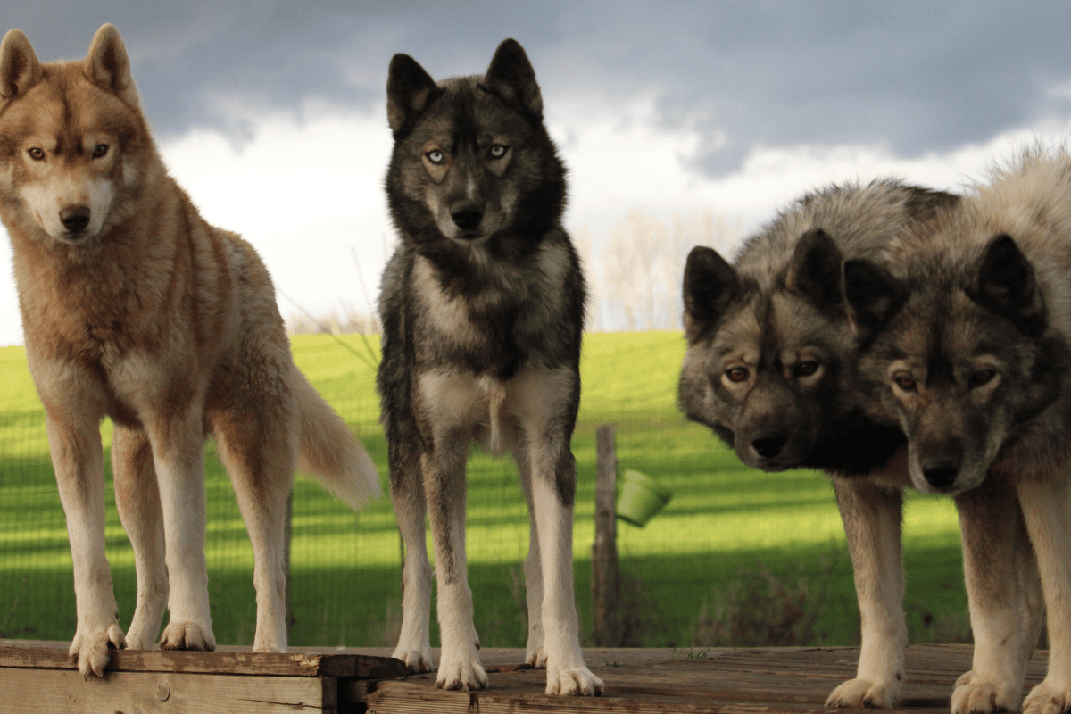 Husky Sibérien adulte LOF élevage Des Flocons Sibériens Isère